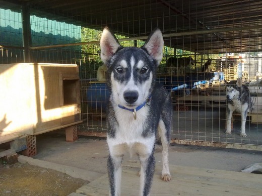 Macho, rapido, independiente, correra de swin dog